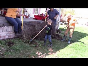 Digging up the Azalea Bushes