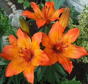 Lilium bulbiferum - Alchetron, The Free Social Encyclopedia