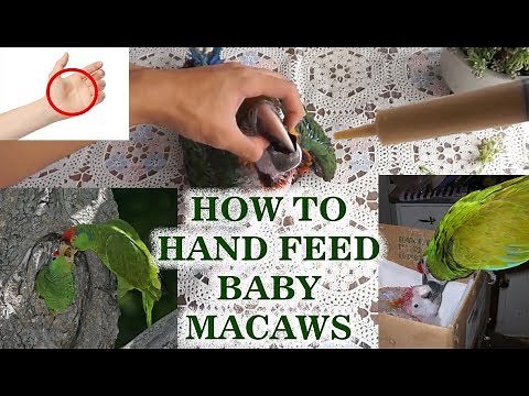 How To Hand Feed Baby Macaws Like Their Parent (Catalina Macaw & BNG Macaw)