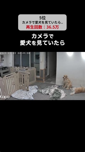 2025年のバズった動画ランキングトップ5