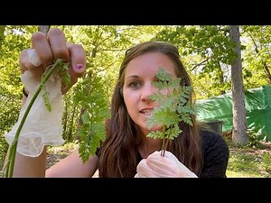How to safely remove a small patch of poisonous hemlock