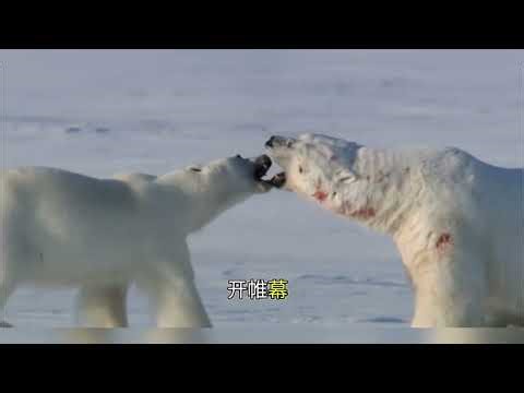 北极熊的生命周期 | 关于北极熊的一切