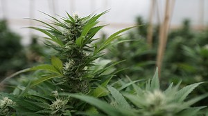 Largest-Ever Analysis Of Medical Marijuana To Treat Cancer Symptoms Shows 'Overwhelming Scientific Consensus' On Benefits - Marijuana Moment