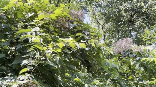 What is a 'pollen bomb' and why we might see one this allergy season