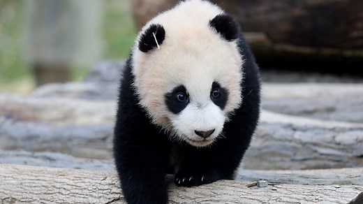 Hey little fashionista baby, your bamboo earrings look cute! Where did you get them? (Mei Mei’s cub) #love #foodie #CCRCGP #PandaLife #HiPanda For more panda information, please check out: https://en.ipanda.com | iPanda