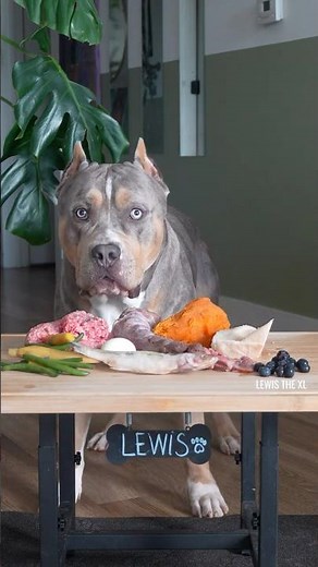 Dog Mukbang | American Bully XL Eats RAW Meals. | ASMR Satisfying Food drop Sounds |