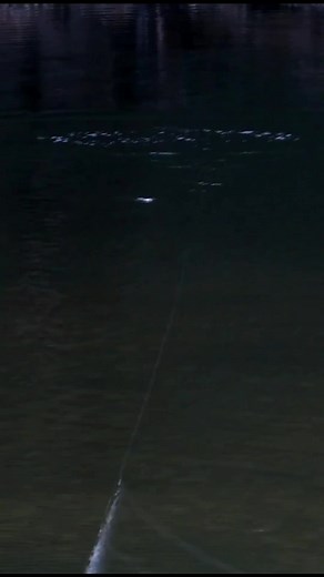 Now it's still got the similar snakey S swim, but can handle bigger current, harder sweeps and bites into the water super easy 🤙 And yes this is primarily a GT lure, hence why it's made to be worked so fast and aggressively #handmadelures #topwater #gianttrevally #customlures #handmade #lurefishing #bassfishing #noactuallygtfishing