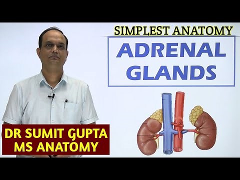 ADRENAL GLAND/SUPRARENAL GLAND : ANATOMY