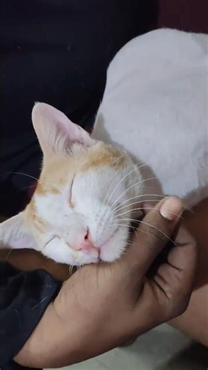 Computer Chalache🤣🥰#entertainment #computer #cat #viral #cutecats #funnycats #trending #love #shorts