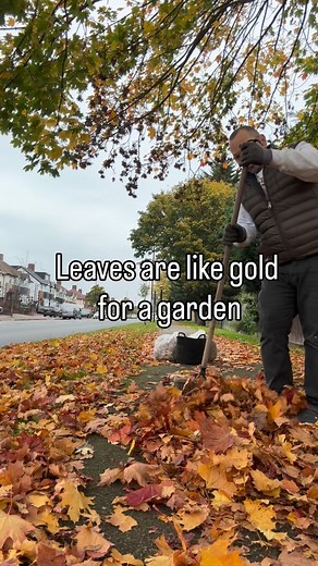 134K views · 531 reactions | Collecting leaves is like collecting...