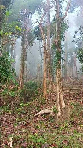 #nature #foggyroad #fog #scenic #morning #relax #happy