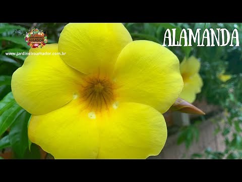 Como plantar alamanda da flor amarela