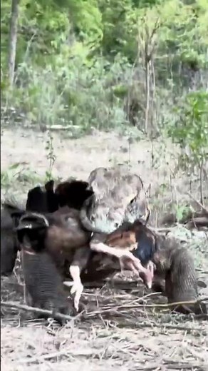 How Komodo Swallows Chicken Fast #komodo #wildlife #animalshorts