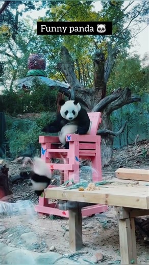funny panda 🐼❤️