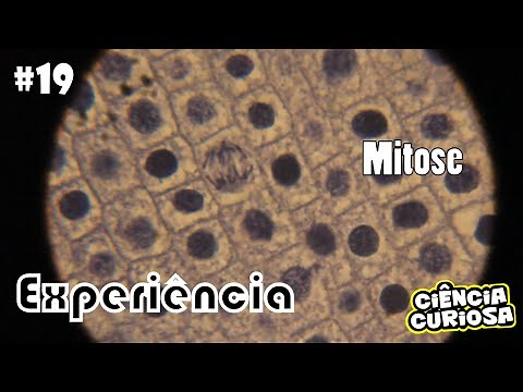 Experimento Microscopia Mitose