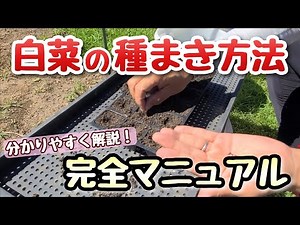 [Chinese cabbage sowing and seedling raising] Basic points explained in an easy-to-understand way...