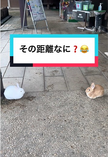 月うさぎの里の絶妙な距離感