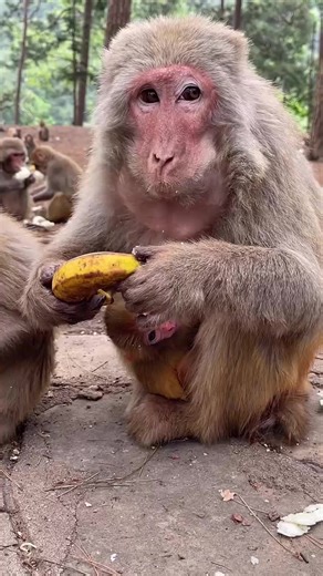 Monkey video #monkey #monkeylove | monkey page