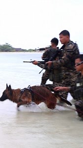 Man’s best friend, and the team’s fiercest warrior. 💪🐶 #GSD | Stingray Tactical