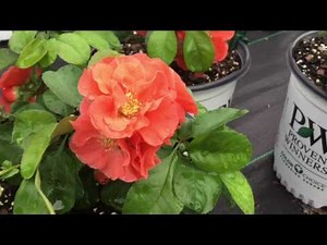 Double Take® Peach Quince | www.gardencrossings.com