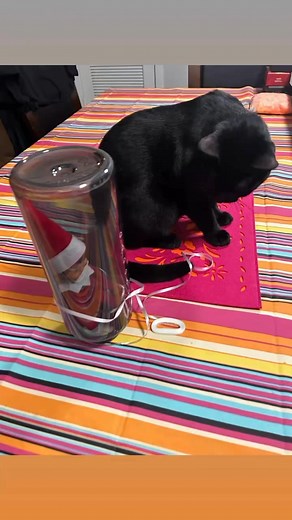 My cat Griffen taking the elf on the shelf captive out of Jealousy 😂 | Elize Albiar