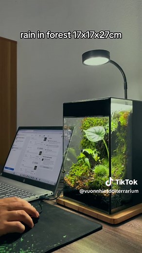 Creating a Rainforest Terrarium: 17x17x27cm Guide