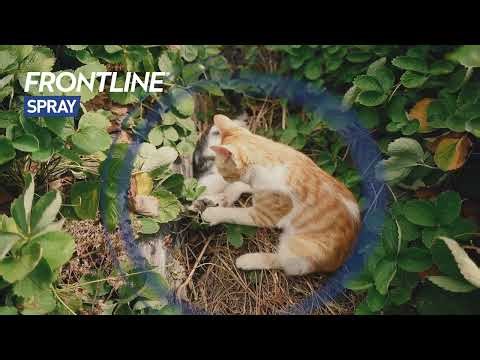 FRONTLINE Spray - sofortiger Schutz gegen Zecken, Flöhe und Haarlinge bei Hunden und Katzen