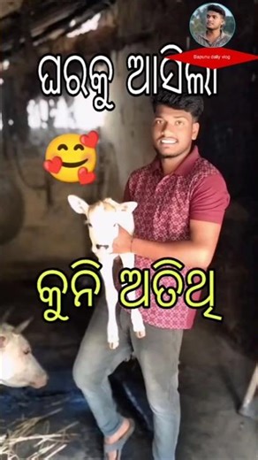 ଘରକୁ ଆସିଲା କୁନି ପରି!🥰#daliyvlog #shorts #minivlog #cowlover