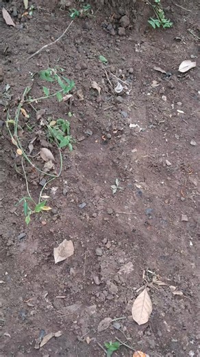 Exploring Agriculture Trends in Uganda