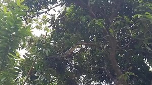 Social worker Jivan Chetry, 8720927094 from Teleria Gaon, Thelamara,, 3rd oct informed me about a python that was on top of a guava tree in a person's compound and all the locals were highly panicked and scared. They and also forest department requested me to rescue the snake. I went there along with forest officials and Team Sarpabandhab members Rajballav Sarma and Priyangshu Das and we rescued the snake. We then raised awareness and soon released it in Bhomoraguri RF. Thanks to Jivan Chetry an