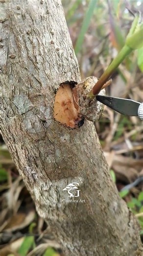 Easy and simple grafting technique . #bonsaitree #airlayering #grafting #propagation #satisfying