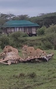 Lions vs Giraffe in the Wild 🦁🦒🌿 | Fruit Lover
