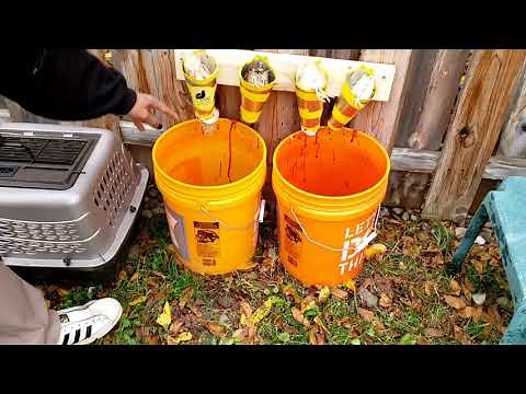 How to Humanely Dispatch Quail Using Kill Cones: Culling Quail Using Killing Cones