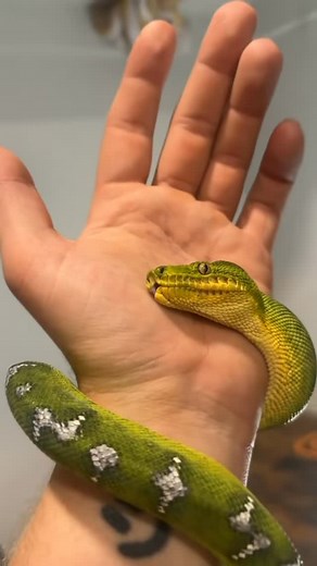 Wesley Jessen | Frogger is just a derpy emerald tree boa. #etb #emeraldtreeboa #emerald #boa #boas #boasofinstagram #northernemeraldtreeboa snake #snakes... | Instagram