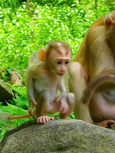4.5K views · 21 reactions | Poor baby Jenifer itchy, maybe red ants bite #cute #monkeyface #monkeydluffy #lovely #animalsbaby #animals #beautiful #monkey #babymonkey #reelsvideoシ #reelsfb #funnyanimals | Monkey TV7 | Facebook