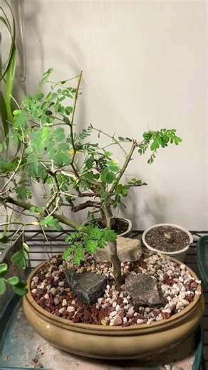 Brazilian rain tree bonsai