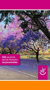 🌳💜 La jacaranda mimosifolia es uno de las especies más comunes en la zona metropolitana. 🎴 Florecen durante la primavera, son visibles en camellones y jardines, llegan a medir hasta veinte metros de alto y sus flores de color lila miden entre 4 y 5 centímetros. | Jalisco TV