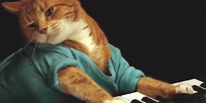 Keyboard cat has died | indy100
