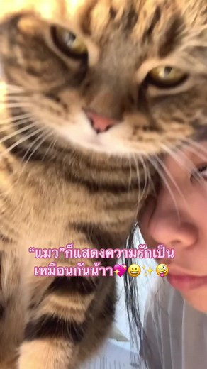 เชิ่ดบ้างหยิ่งบ้าง แต่พี่เขาก็รักเป็นน้า55555 ถึงเวลาแสดงความรัก หัวใจอิแม่อ่อนยวบ #ทาสแมว #อย่าปิดการมองเห็น #ไพท่อนไม่ใช่งูเหยือม #แมวอ้วน #fypシ