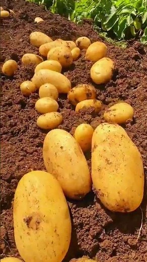 Plant THESE Crops After Potatoes for a Massive Harvest!