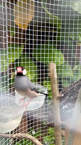 413 reactions · 5 comments | A calm moment with the beautiful Java Finch enjoying the aviary light. #javafinch #finch #birdlovers #birdwatching #naturevideo #finchlife #beautifulbirds #wildlifephotography #aviarylife #quietmoments #fblifestyle | Indra Prihantoro | Facebook