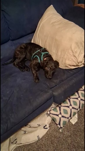 boogieboo26 (@boogieboo628)’s videos with original sound - Learn with Olaf