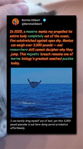 Why Do 3,000-Pound Manta Rays FLY?! 🌊🪽 #Nature #Wildlife #Ocean