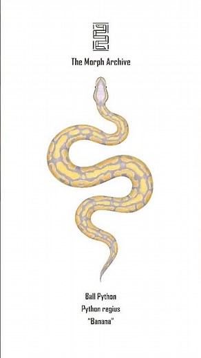 Illustration of the Banana Ball Python (Python regius) by The Morph Archive