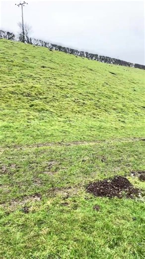 Enjoying a Sunday Stroll in Yorkshire's Nature