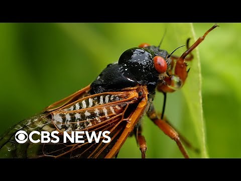 Maps show where trillions of cicadas will arrive this spring