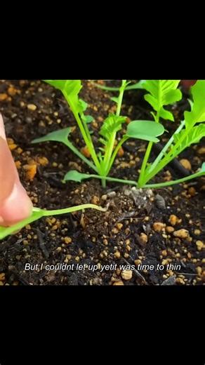 Gardening TikTok Contest: plants, planttok, garden highlights