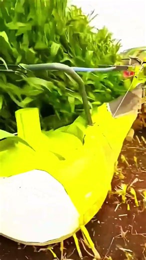 PERTANIAN KEREN || Teknologi pertanian modern mesin panen jagung #shorts