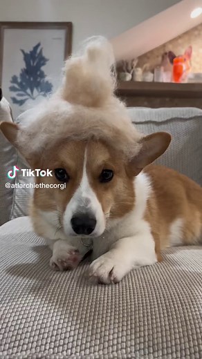 ARCHIE + FAM on TikTok