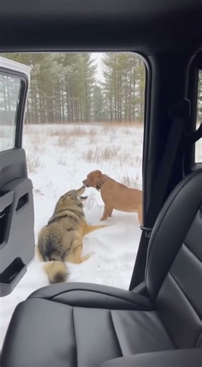 Pit Bull Confronts Wild Wolf Near Car – Shocking Real Encounter